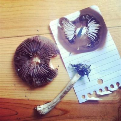 how to take a spore print and the science behind mushroom reproduction